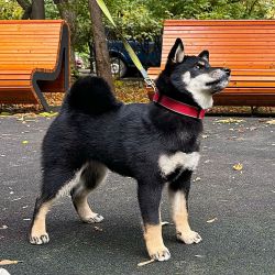 picture of dog