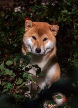 picture of dog