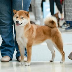 picture of dog