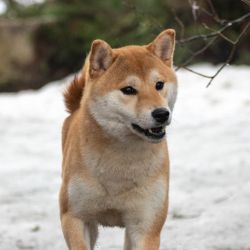 picture of dog