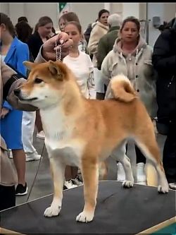 picture of dog