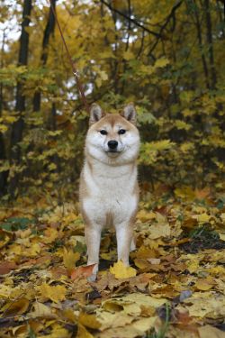 picture of dog