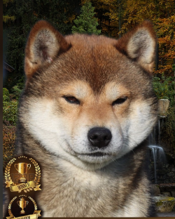 picture of dog