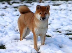 picture of dog