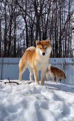 picture of dog