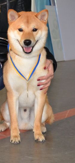 picture of dog