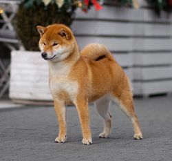 picture of dog