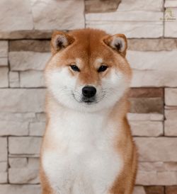 picture of dog