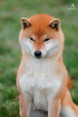 picture of dog