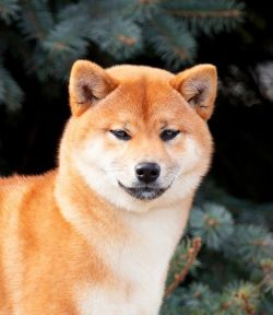 picture of dog
