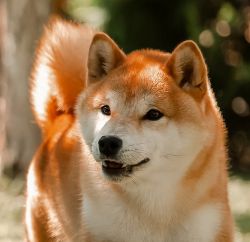 picture of dog