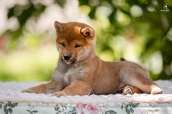 picture of dog