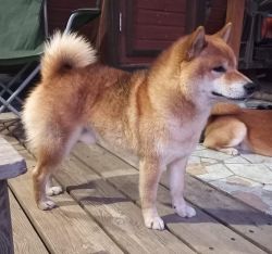 picture of dog