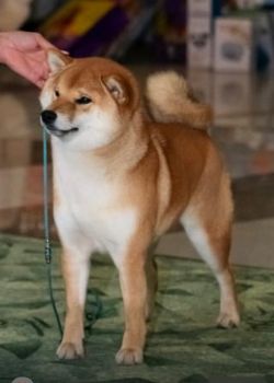 picture of dog