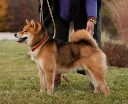 picture of dog