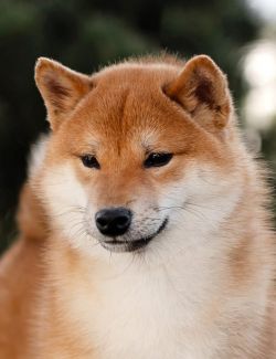 picture of dog