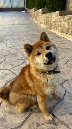 picture of dog