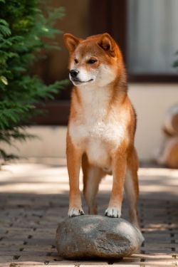 picture of dog