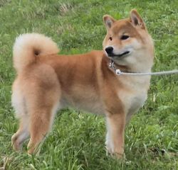 picture of dog