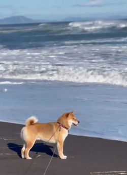picture of dog