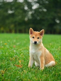 picture of dog