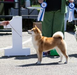 picture of dog