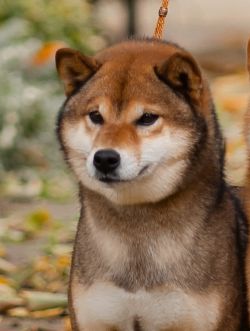 picture of dog