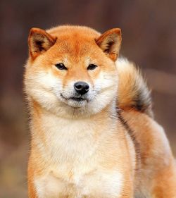 picture of dog