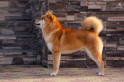 picture of dog