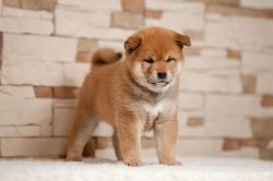 picture of dog