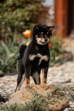 picture of dog