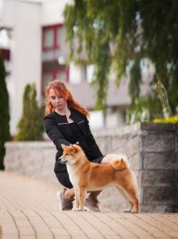 picture of dog