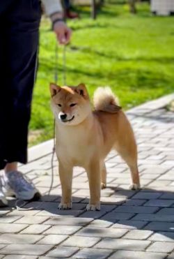 picture of dog