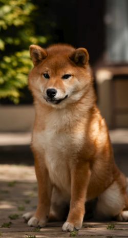 picture of dog