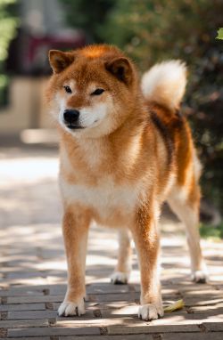 picture of dog