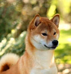 picture of dog