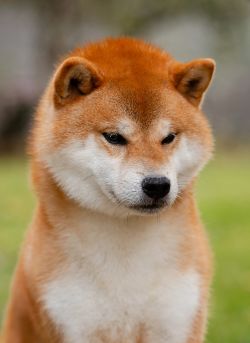 picture of dog