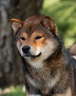 picture of dog