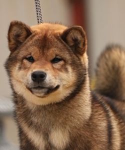 picture of dog
