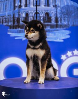 picture of dog
