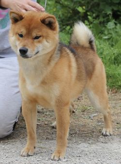 picture of dog