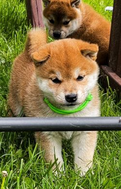 picture of dog