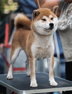 picture of dog