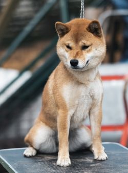 picture of dog