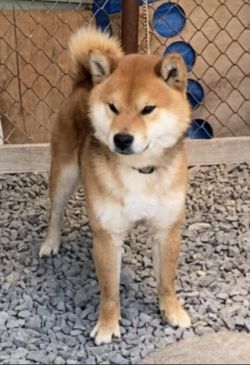 picture of dog