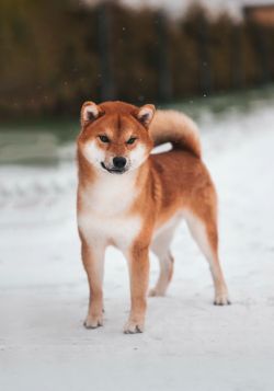 picture of dog