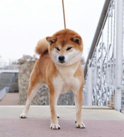 picture of dog