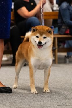 picture of dog