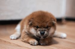 picture of dog