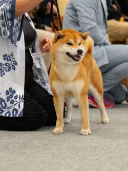 picture of dog